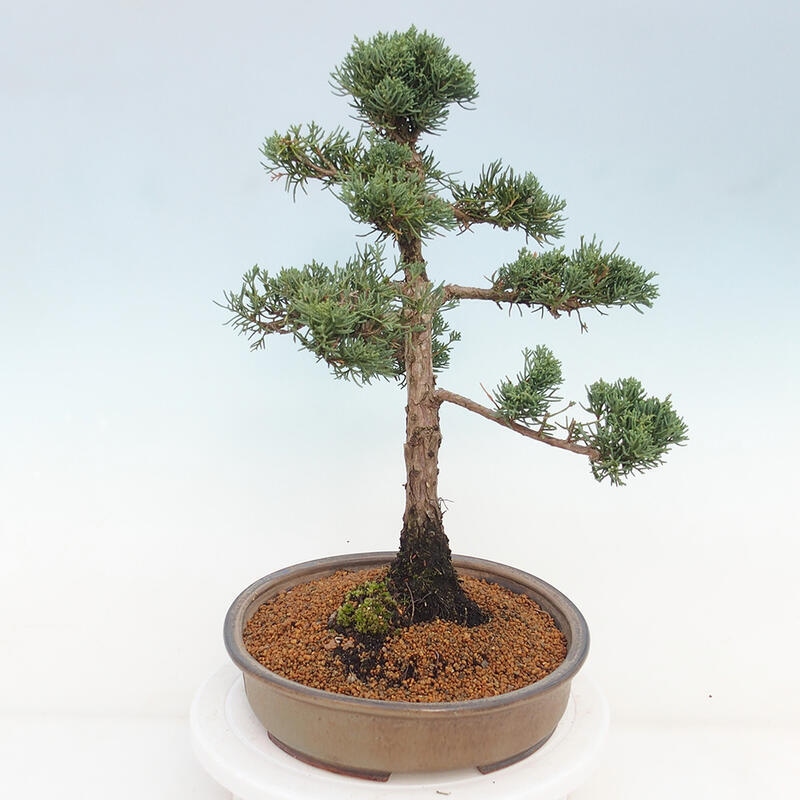 Venkovní bonsai - Juniperus chinensis Kishu -Jalovec čínský