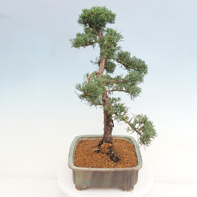 Venkovní bonsai - Juniperus chinensis Kishu -Jalovec čínský