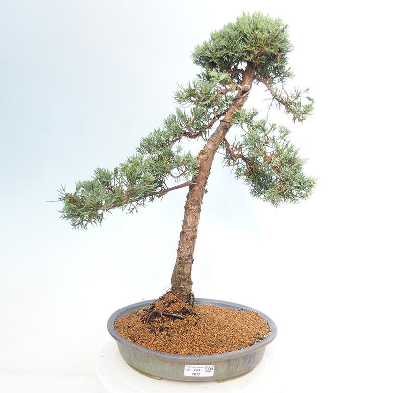 Venkovní bonsai - Juniperus chinensis Kishu -Jalovec čínský