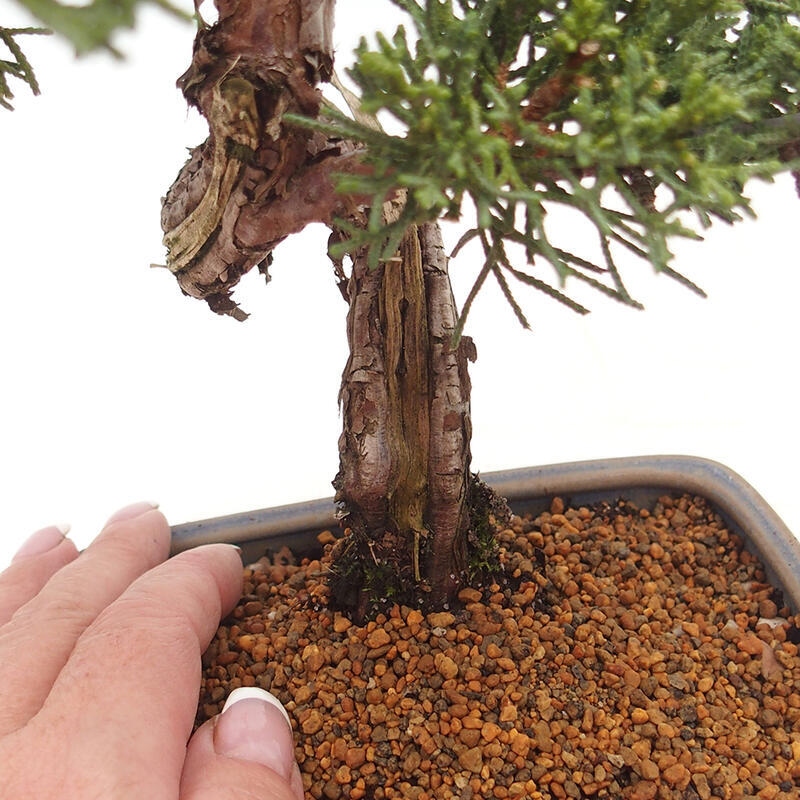 Venkovní bonsai - Juniperus chinensis Kishu -Jalovec čínský