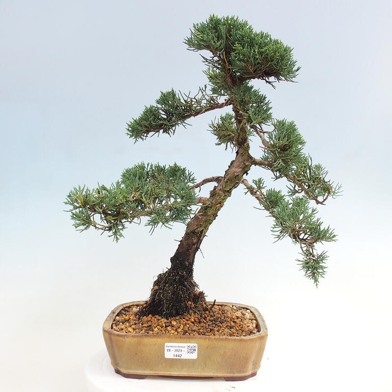 Venkovní bonsai - Juniperus chinensis Kishu -Jalovec čínský