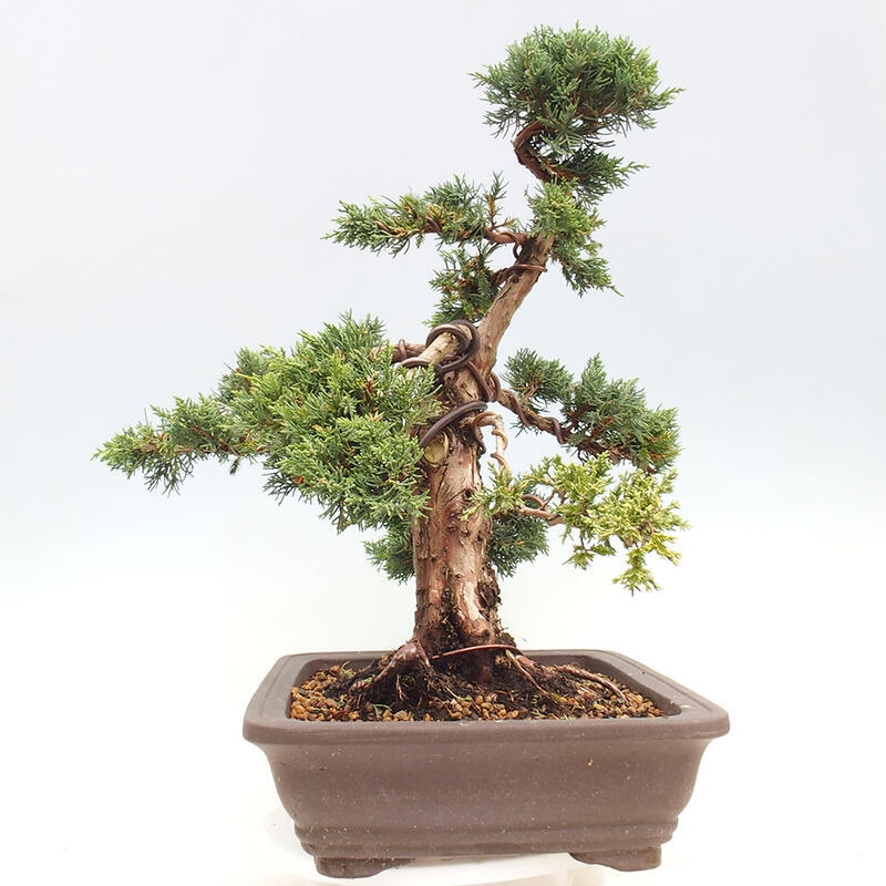 Venkovní bonsai - Juniperus chinensis Kishu -Jalovec čínský