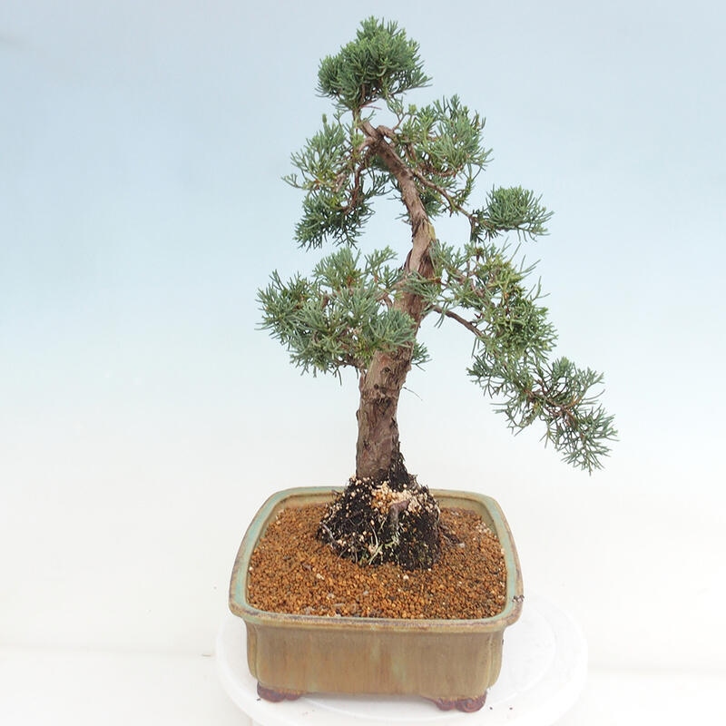 Venkovní bonsai - Juniperus chinensis Kishu -Jalovec čínský