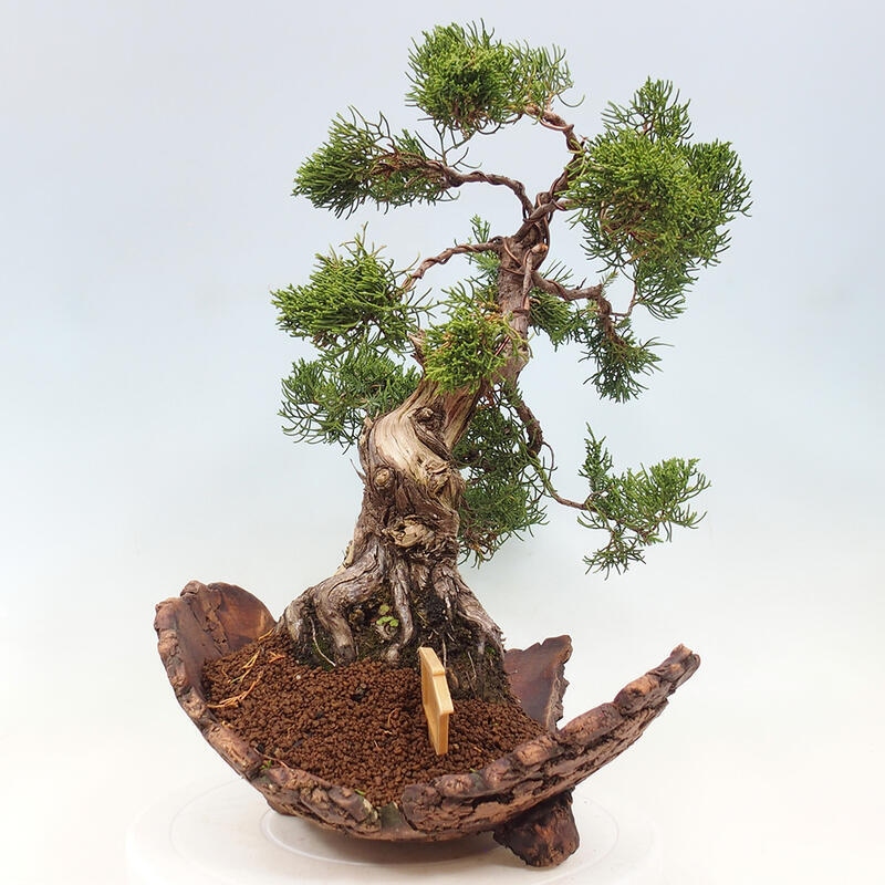 Venkovní bonsai - Juniperus chinensis Kishu -Jalovec čínský