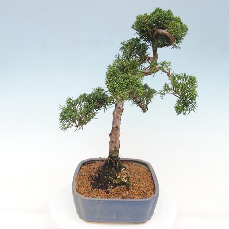 Venkovní bonsai - Juniperus chinensis Kishu -Jalovec čínský