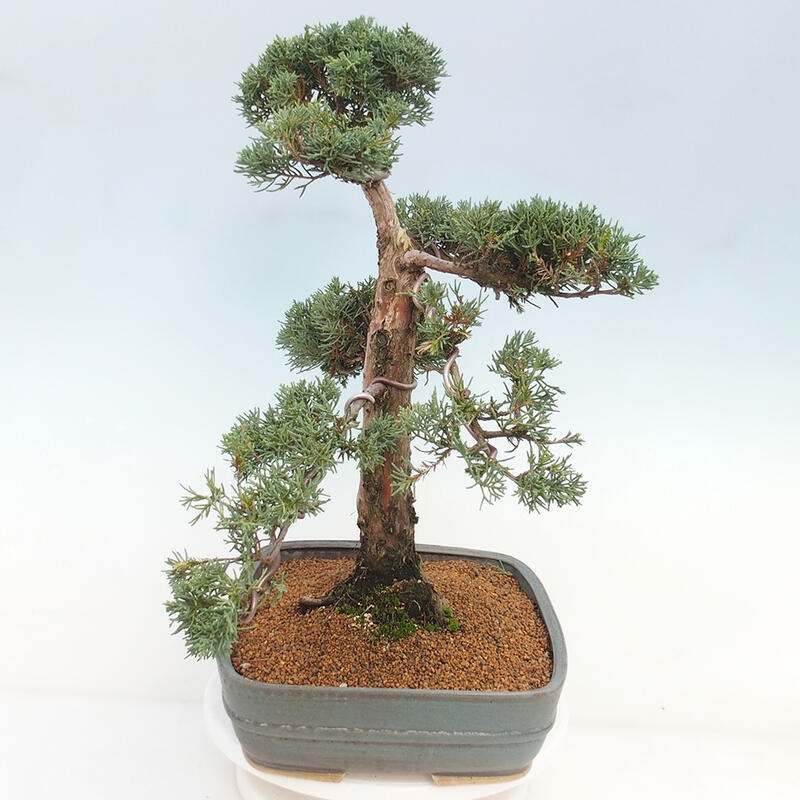 Venkovní bonsai - Juniperus chinensis Kishu -Jalovec čínský