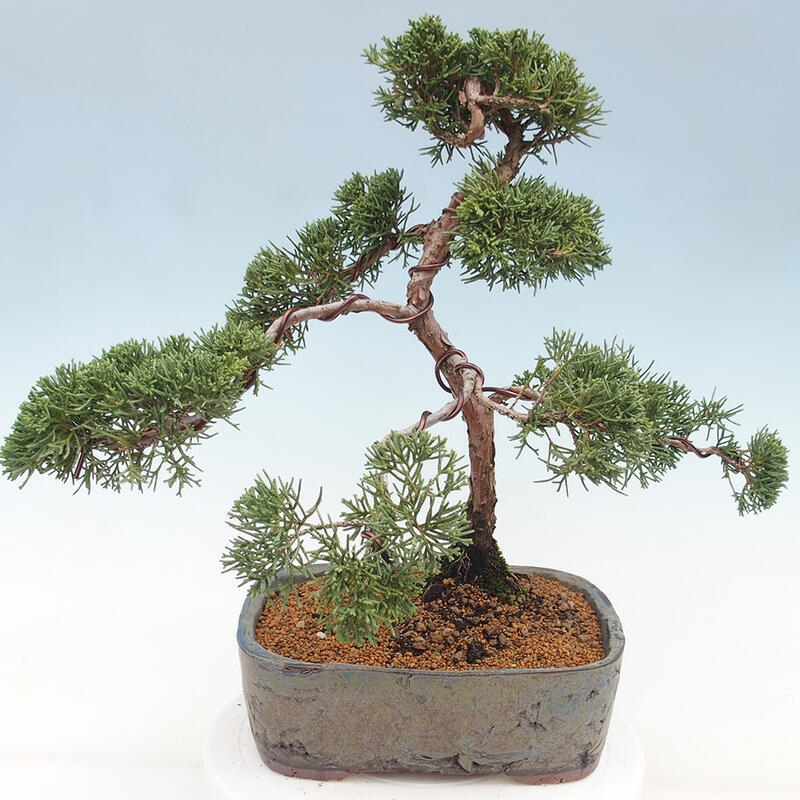 Venkovní bonsai - Juniperus chinensis Kishu -Jalovec čínský