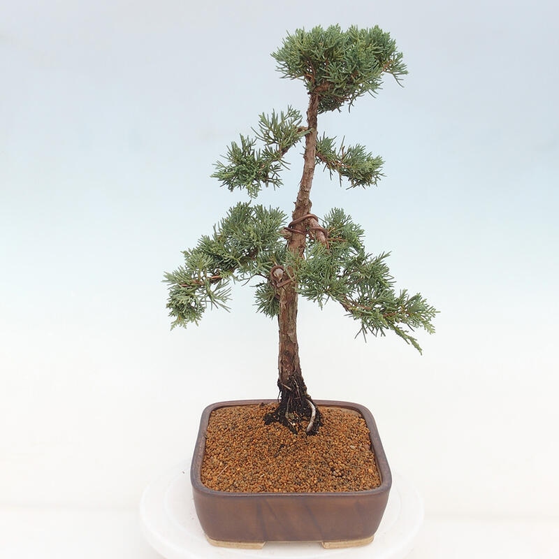 Venkovní bonsai - Juniperus chinensis Kishu -Jalovec čínský