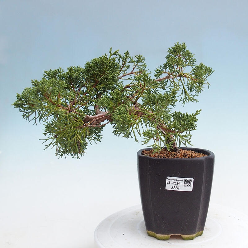 Venkovní bonsai - Juniperus chinensis Kishu -Jalovec čínský