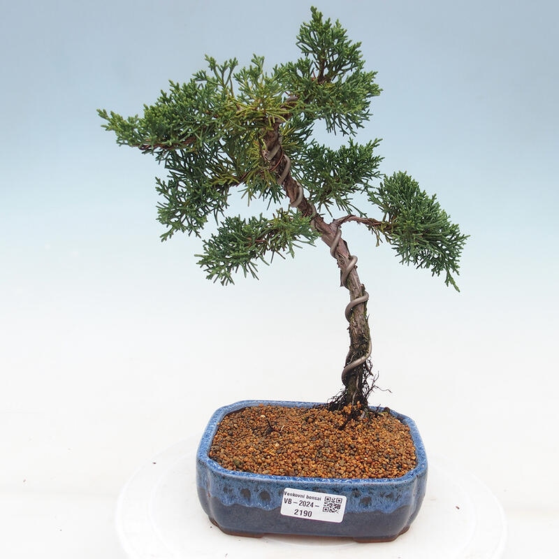 Venkovní bonsai - Juniperus chinensis Kishu -Jalovec čínský