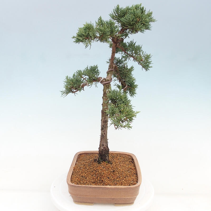 Venkovní bonsai - Juniperus chinensis Kishu -Jalovec čínský