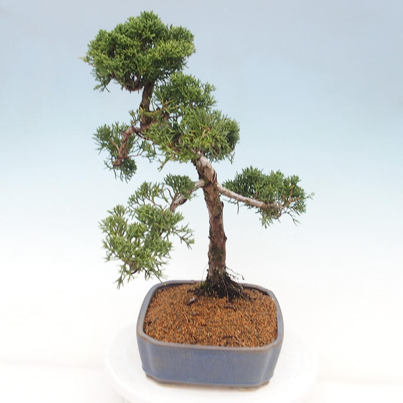 Venkovní bonsai - Juniperus chinensis Kishu -Jalovec čínský