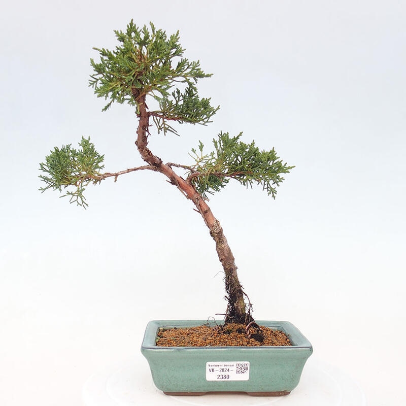 Venkovní bonsai - Juniperus chinensis Kishu -Jalovec čínský