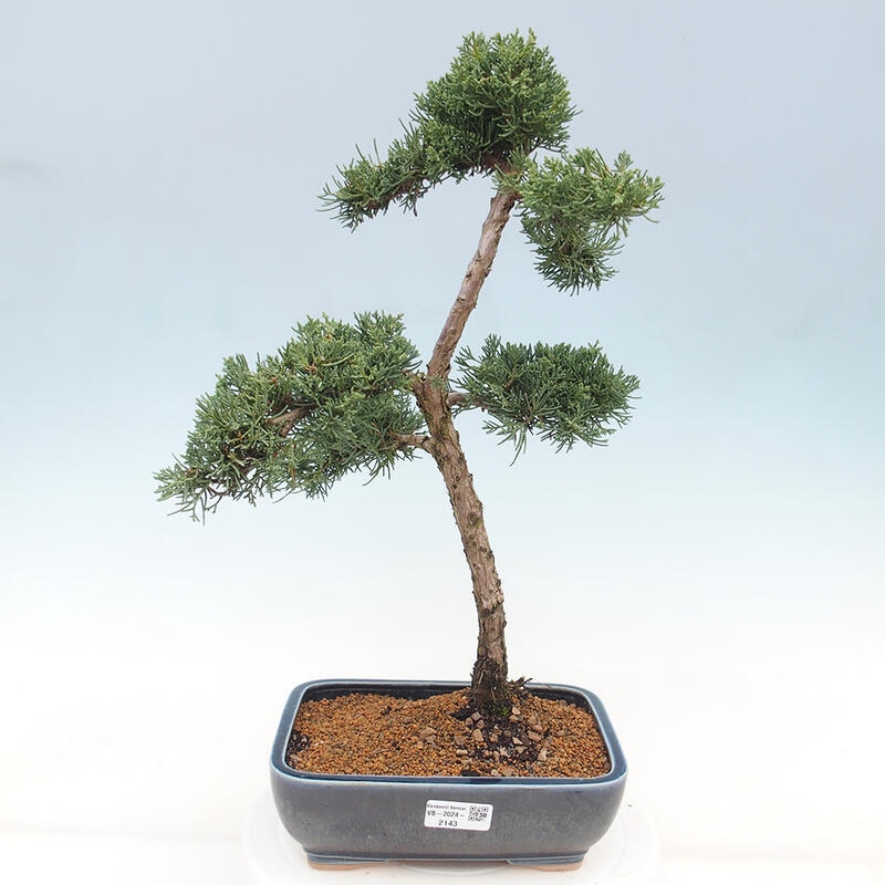 Venkovní bonsai - Juniperus chinensis Kishu -Jalovec čínský