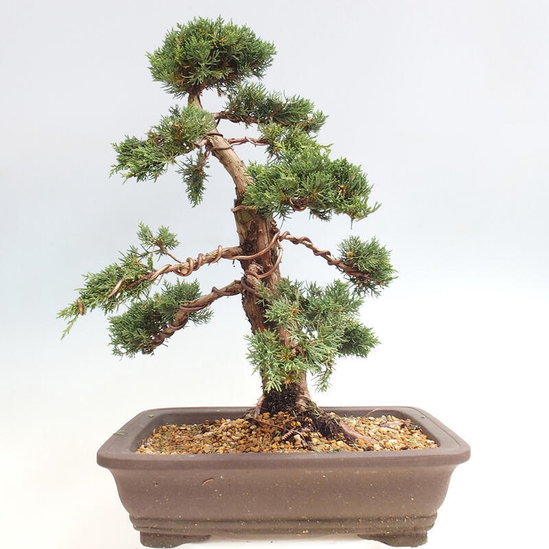 Venkovní bonsai - Juniperus chinensis Kishu -Jalovec čínský