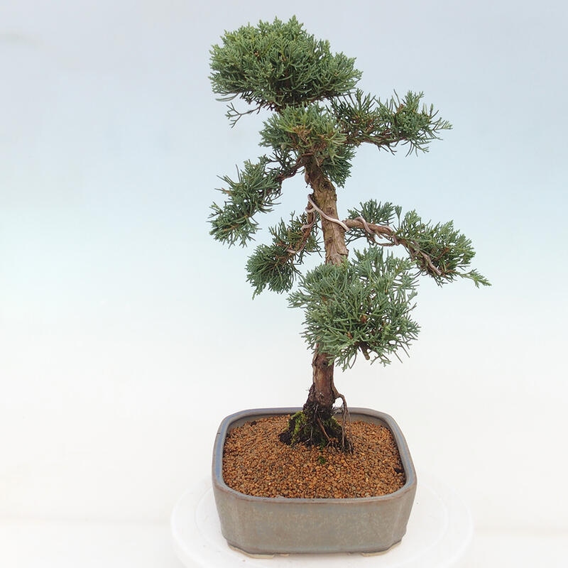 Venkovní bonsai - Juniperus chinensis Kishu -Jalovec čínský