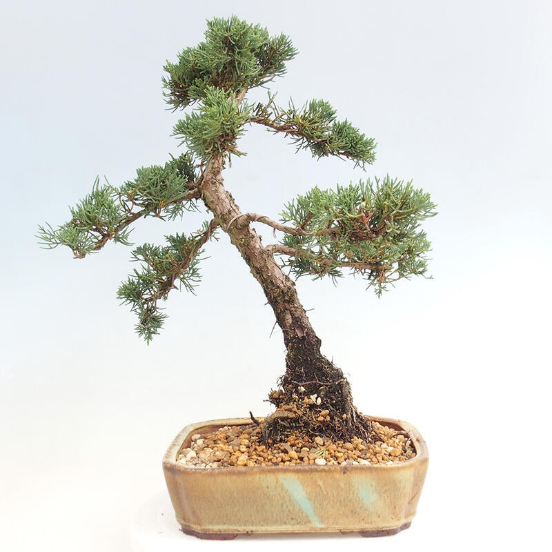 Venkovní bonsai - Juniperus chinensis Kishu -Jalovec čínský