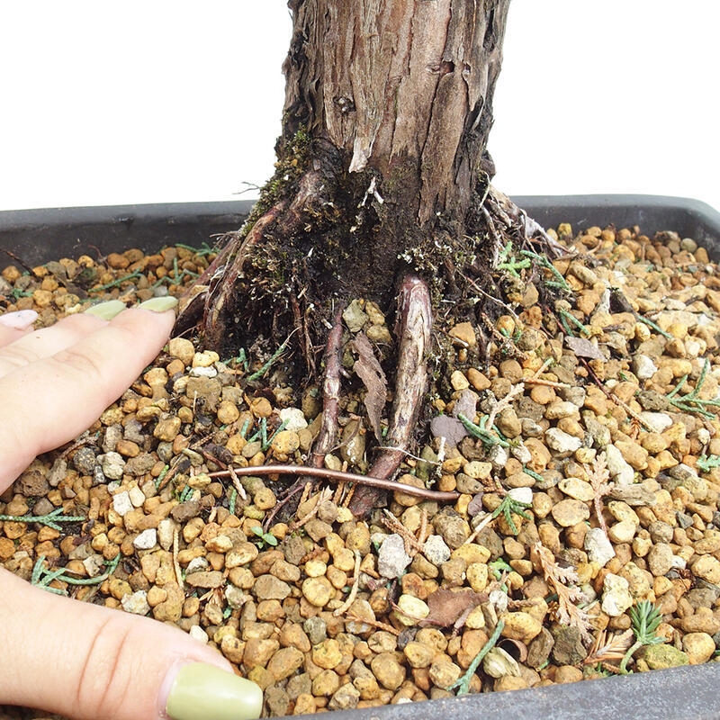 Venkovní bonsai - Juniperus chinensis Kishu -Jalovec čínský