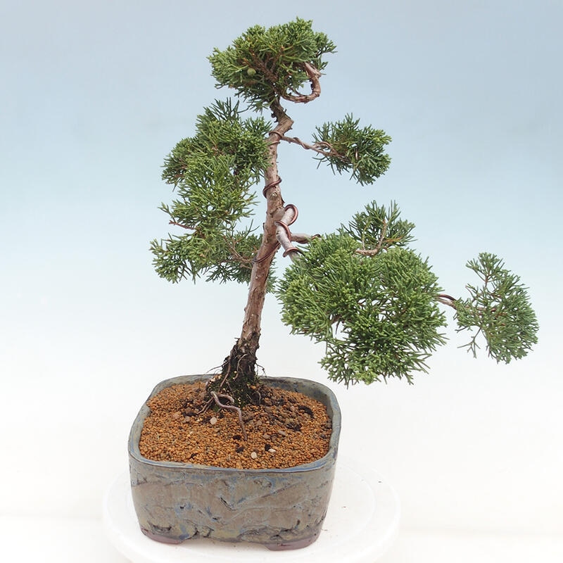 Venkovní bonsai - Juniperus chinensis Kishu -Jalovec čínský