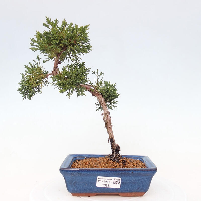 Venkovní bonsai - Juniperus chinensis Kishu -Jalovec čínský