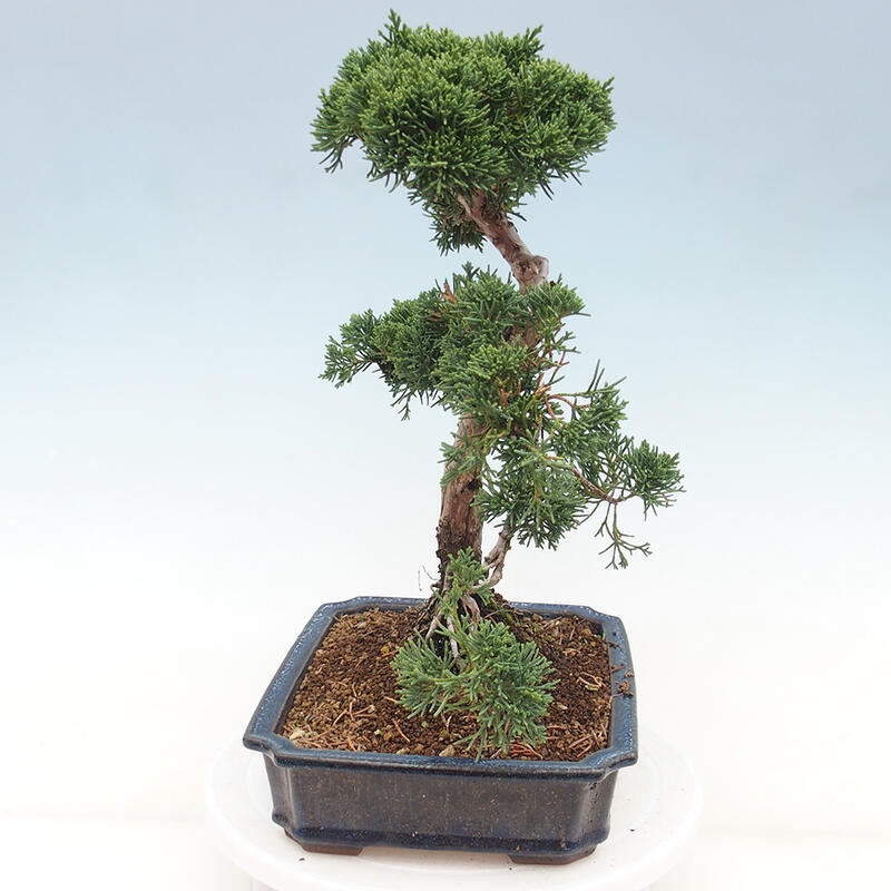 Venkovní bonsai - Juniperus chinensis Kishu -Jalovec čínský