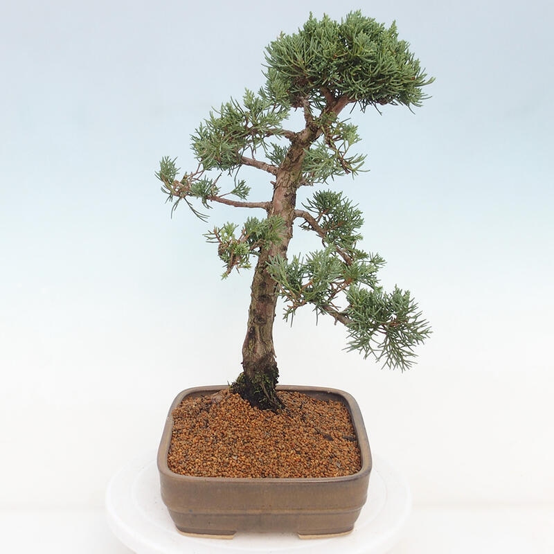 Venkovní bonsai - Juniperus chinensis Kishu -Jalovec čínský