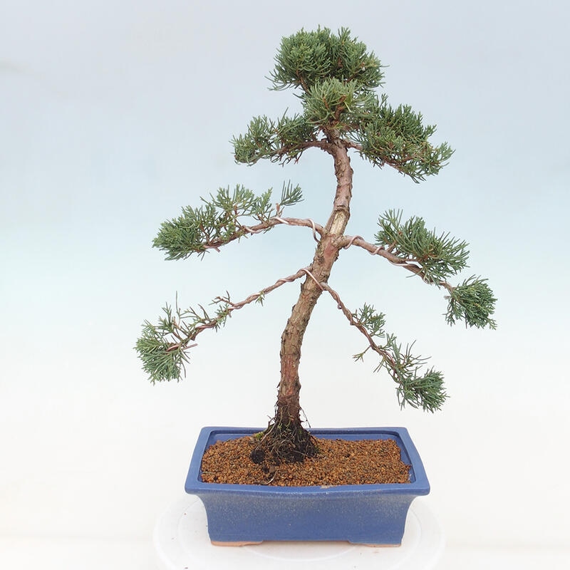 Venkovní bonsai - Juniperus chinensis Kishu -Jalovec čínský