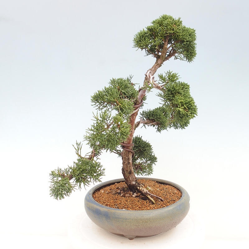 Venkovní bonsai - Juniperus chinensis Kishu -Jalovec čínský