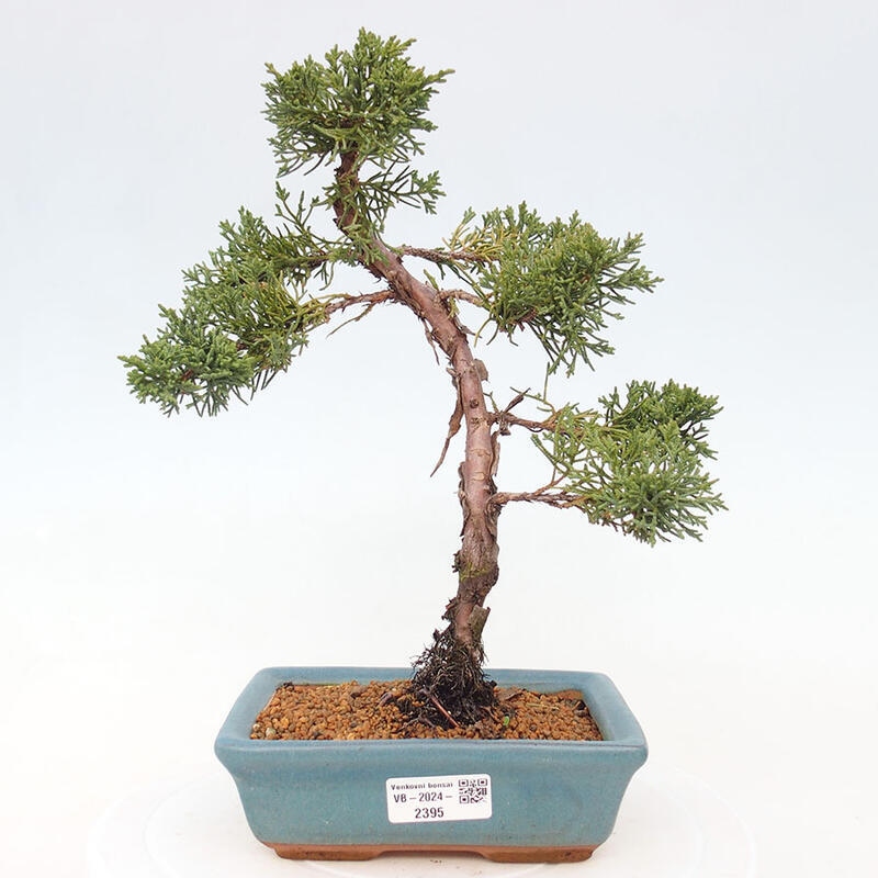 Venkovní bonsai - Juniperus chinensis Kishu -Jalovec čínský