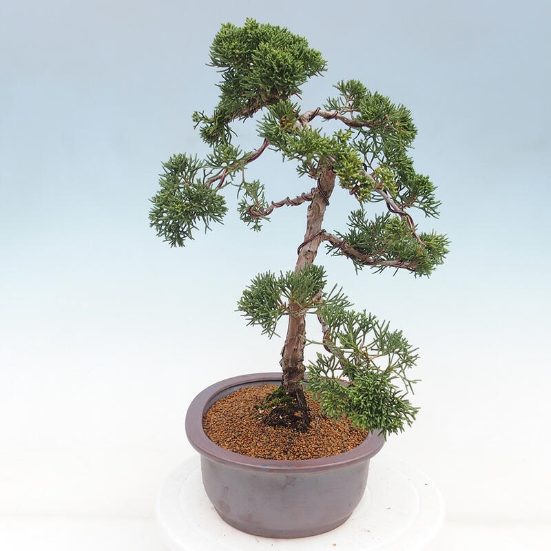 Venkovní bonsai - Juniperus chinensis Kishu -Jalovec čínský