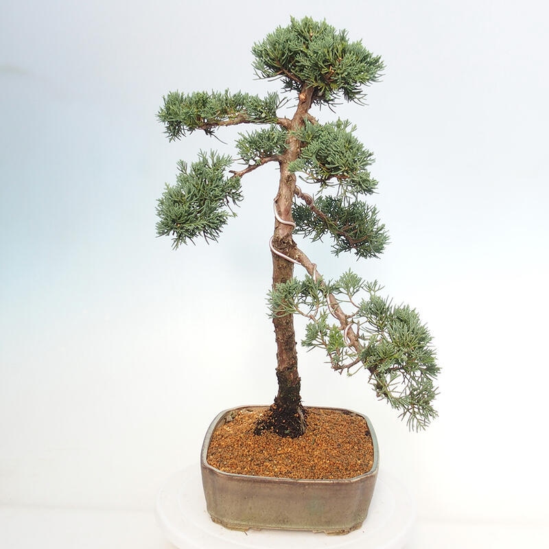 Venkovní bonsai - Juniperus chinensis Kishu -Jalovec čínský