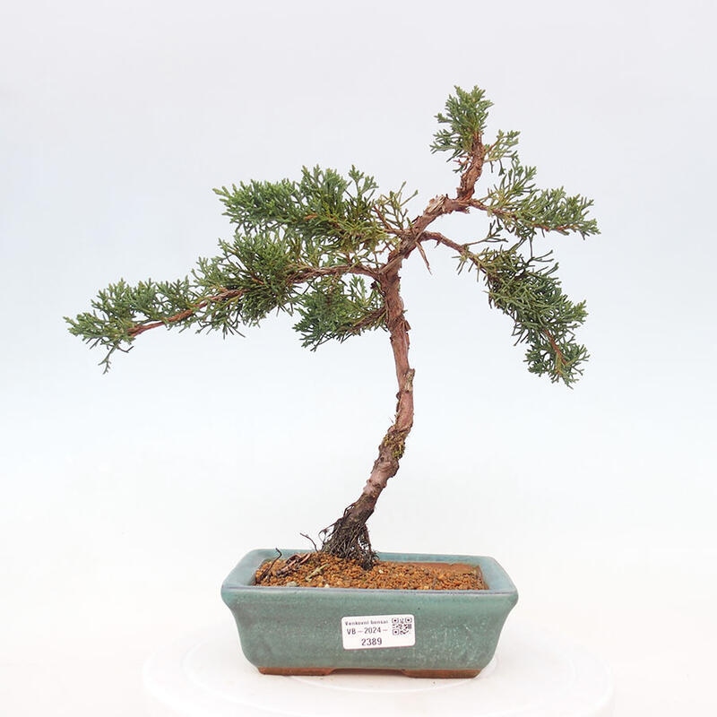 Venkovní bonsai - Juniperus chinensis Kishu -Jalovec čínský