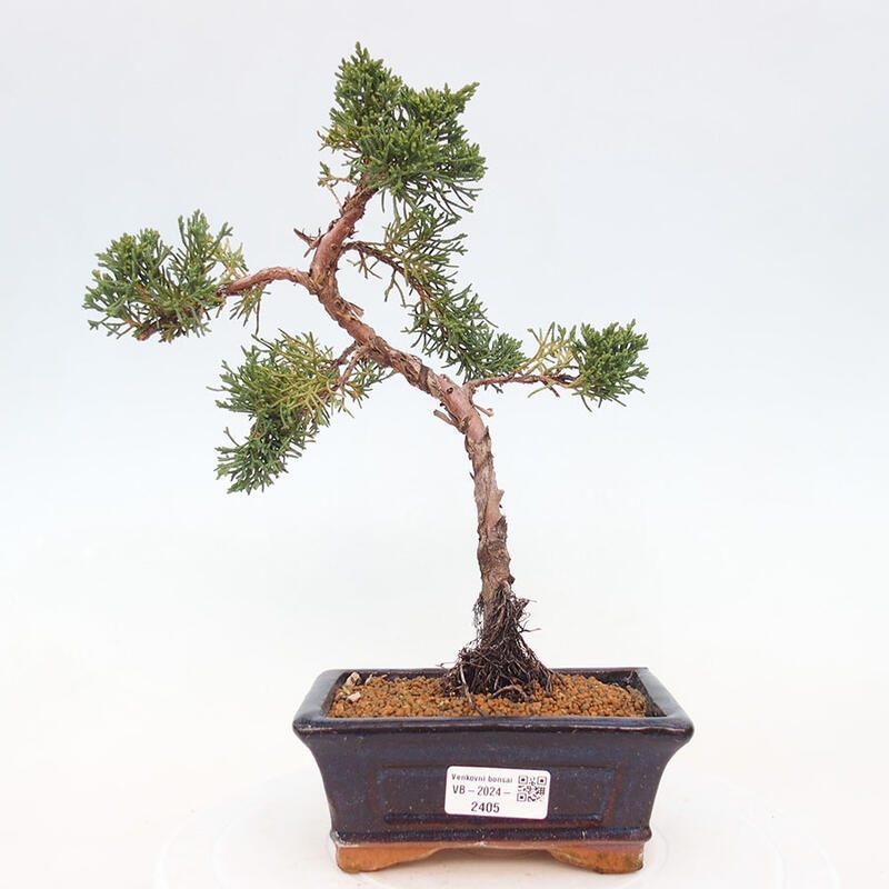 Venkovní bonsai - Juniperus chinensis Kishu -Jalovec čínský