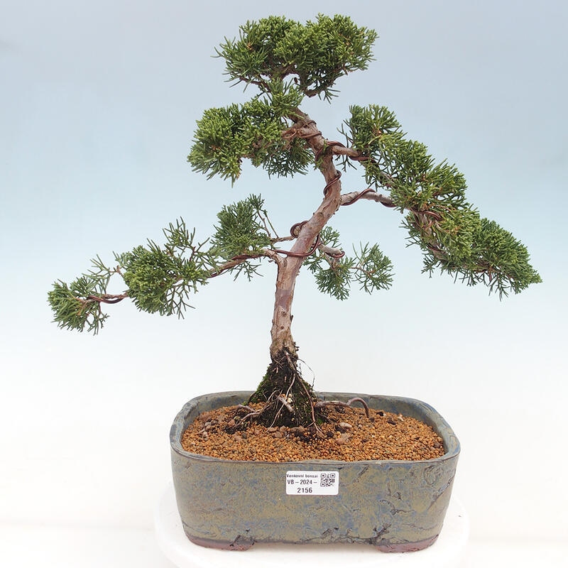 Venkovní bonsai - Juniperus chinensis Kishu -Jalovec čínský