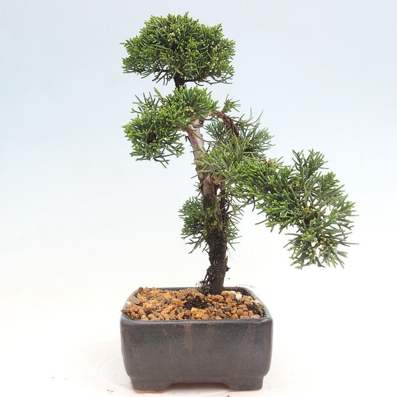 Venkovní bonsai - Juniperus chinensis Kishu -Jalovec čínský