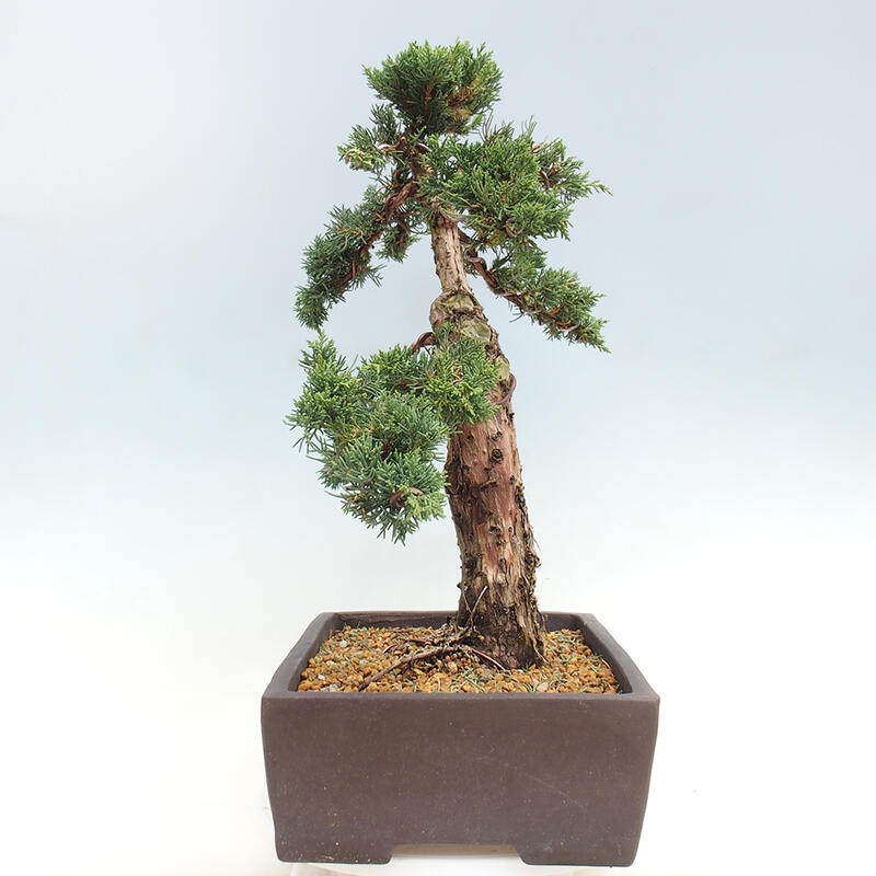 Venkovní bonsai - Juniperus chinensis Kishu -Jalovec čínský