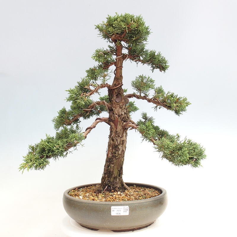 Venkovní bonsai - Juniperus chinensis Kishu -Jalovec čínský