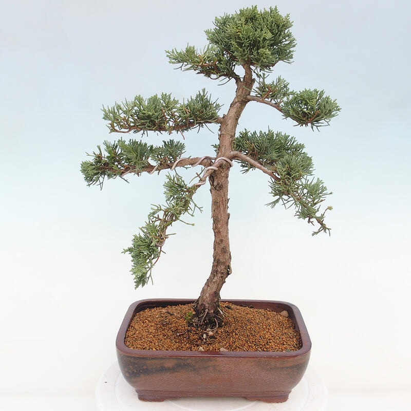 Venkovní bonsai - Juniperus chinensis Kishu -Jalovec čínský