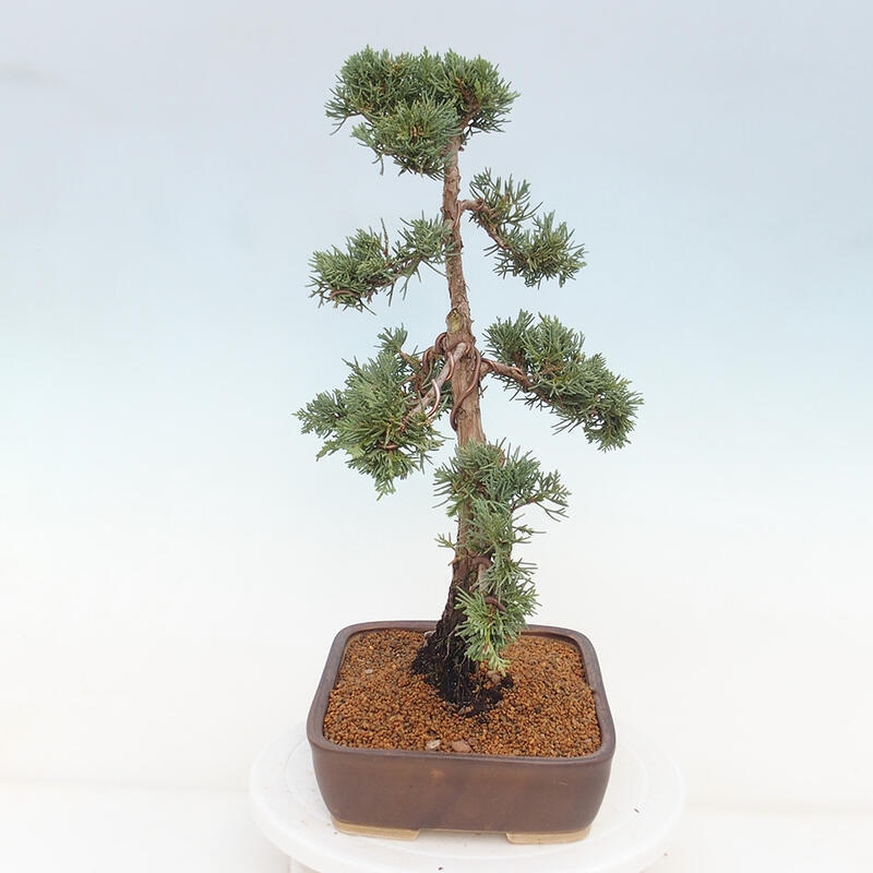 Venkovní bonsai - Juniperus chinensis Kishu -Jalovec čínský