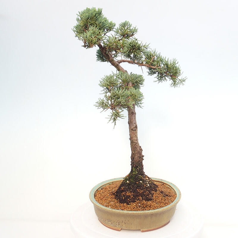 Venkovní bonsai - Juniperus chinensis Kishu -Jalovec čínský