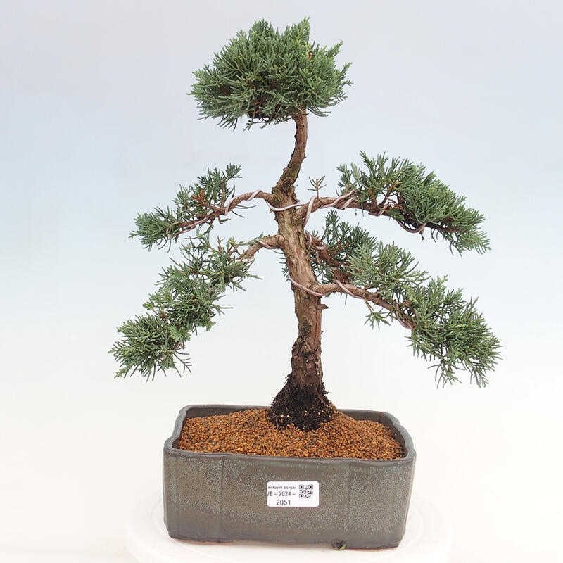 Venkovní bonsai - Juniperus chinensis Kishu -Jalovec čínský