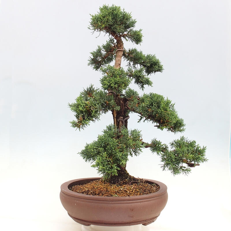 Venkovní bonsai - Juniperus chinensis Kishu -Jalovec čínský