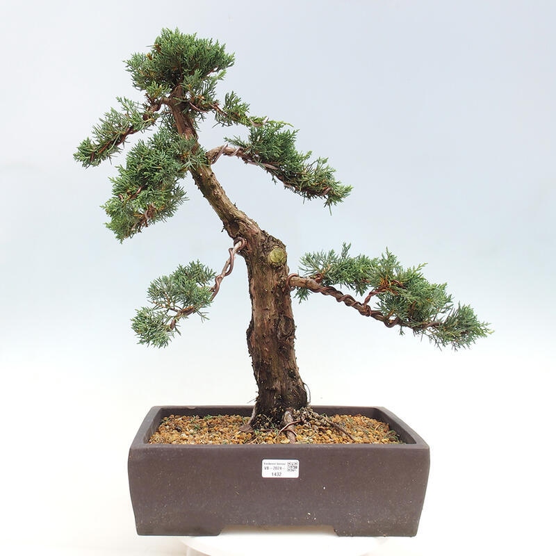 Venkovní bonsai - Juniperus chinensis Kishu -Jalovec čínský