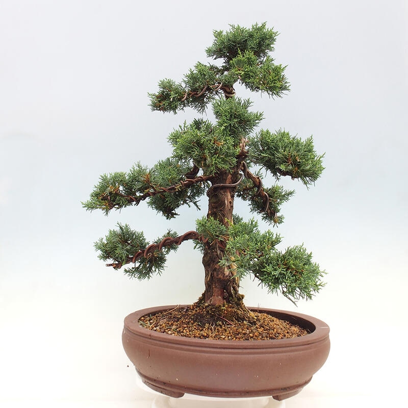 Venkovní bonsai - Juniperus chinensis Kishu -Jalovec čínský