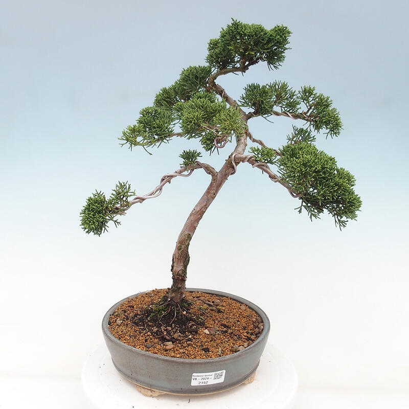 Venkovní bonsai - Juniperus chinensis Kishu -Jalovec čínský