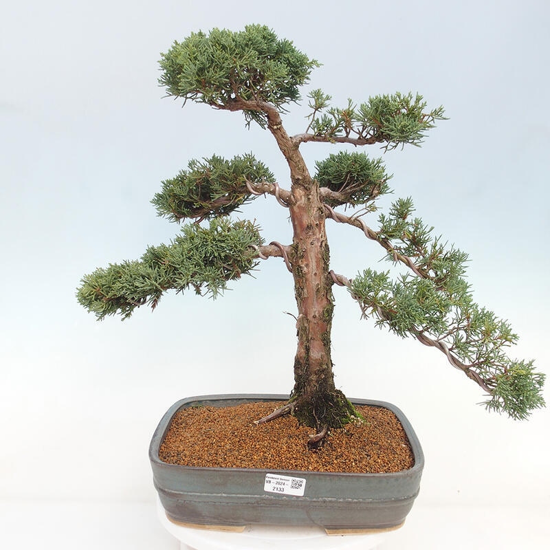 Venkovní bonsai - Juniperus chinensis Kishu -Jalovec čínský