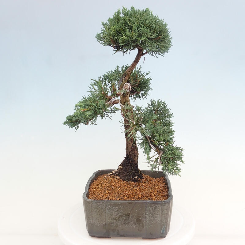 Venkovní bonsai - Juniperus chinensis Kishu -Jalovec čínský