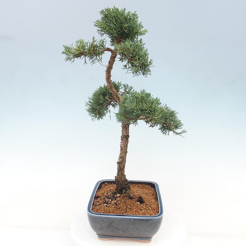 Venkovní bonsai - Juniperus chinensis Kishu -Jalovec čínský