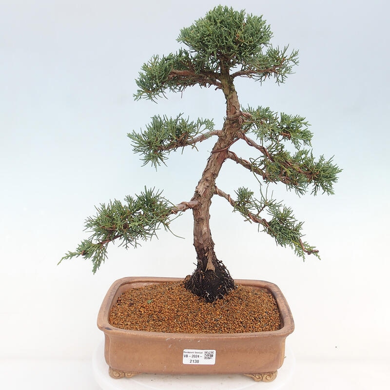 Venkovní bonsai - Juniperus chinensis Kishu -Jalovec čínský