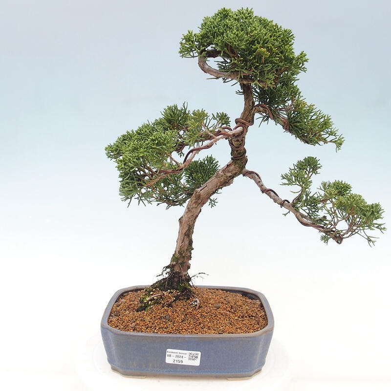 Venkovní bonsai - Juniperus chinensis Kishu -Jalovec čínský